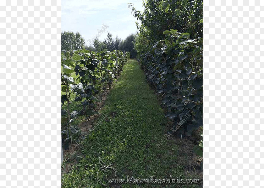 Kiwifruit Hardy Kiwi Agriculture Nursery Shrubland PNG