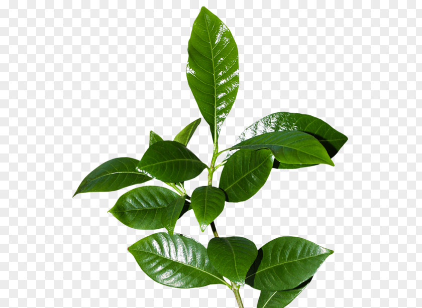 Leaf Leaflet Tree Plant PNG