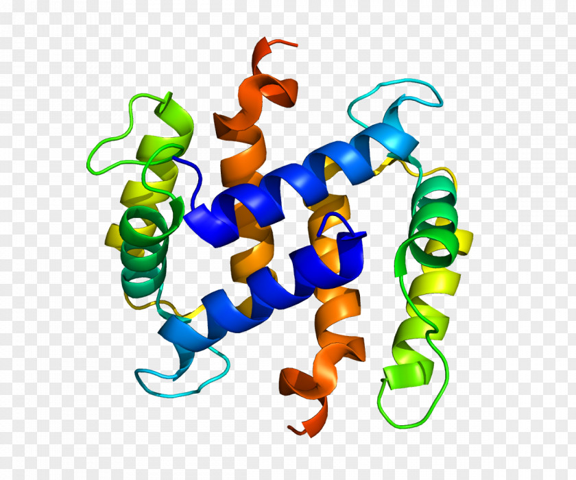 Protein S100 EF Hand S100A2 Calcium-binding PNG