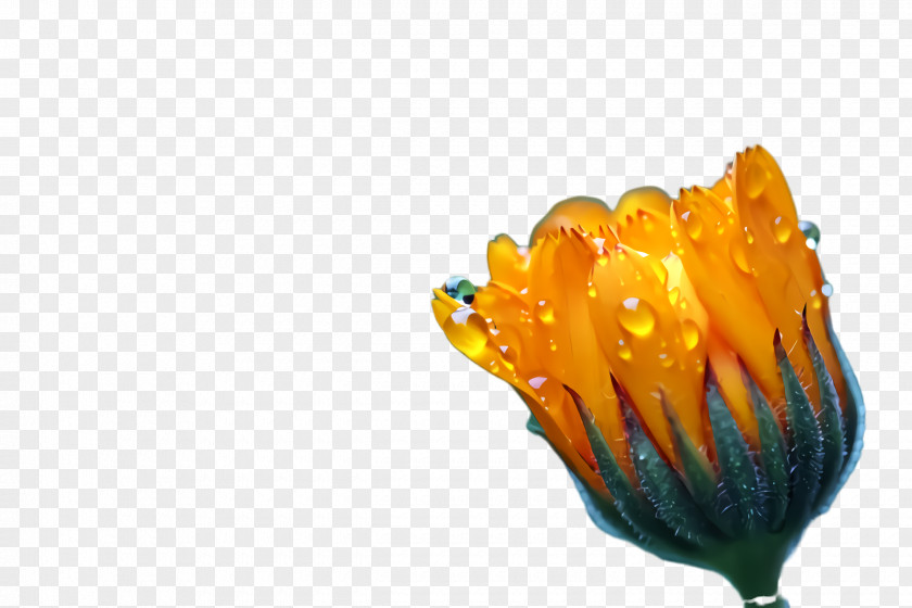 Wildflower Poppy Family Marigold Flower PNG