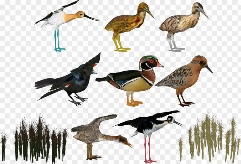 Duck Zoo Tycoon 2 Bird PNG