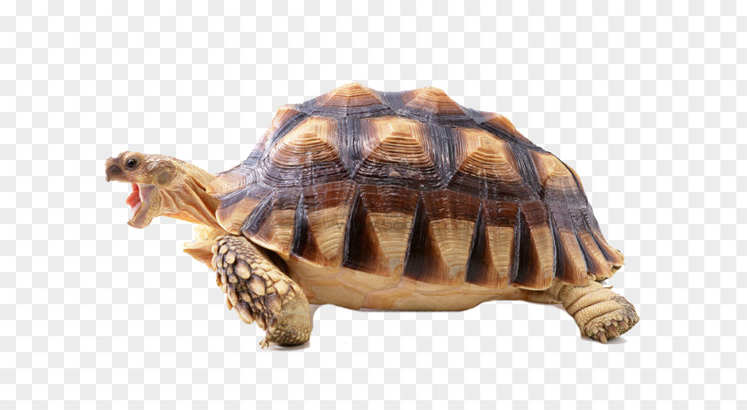 Free Tortoise Buckle Turtle Shell Reptile Desktop Wallpaper High-definition Television PNG