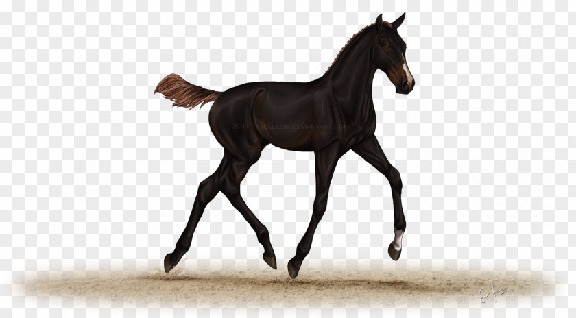 Mustang Foal Stallion Colt Mare PNG