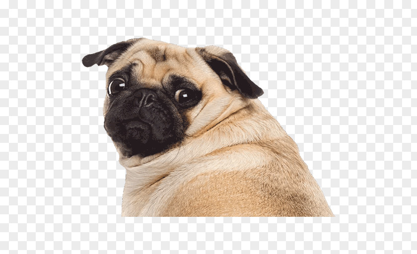 Puppy Pug Stock Photography Royalty-free PNG
