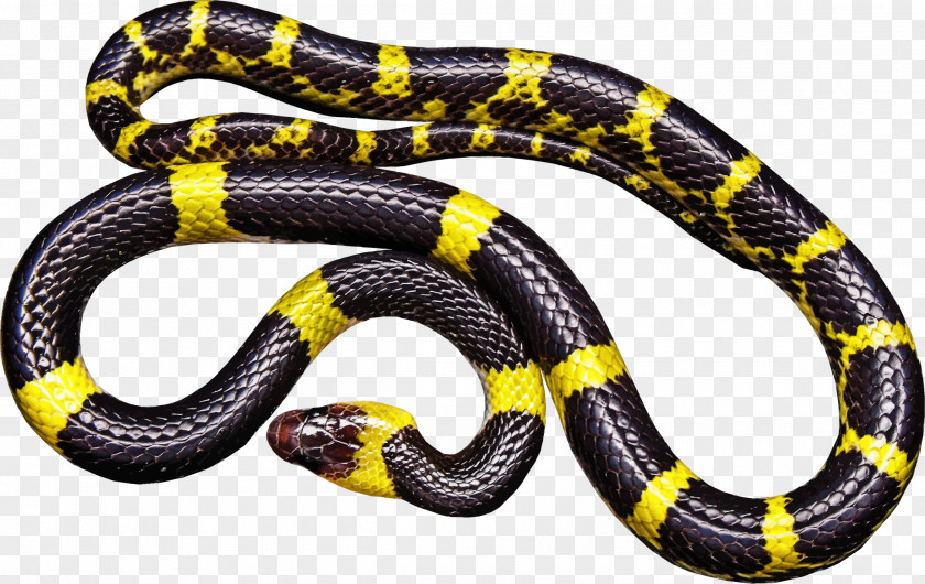 Serpent Logo Snakes Vipers Venomous Snake Reptile Black Rat PNG