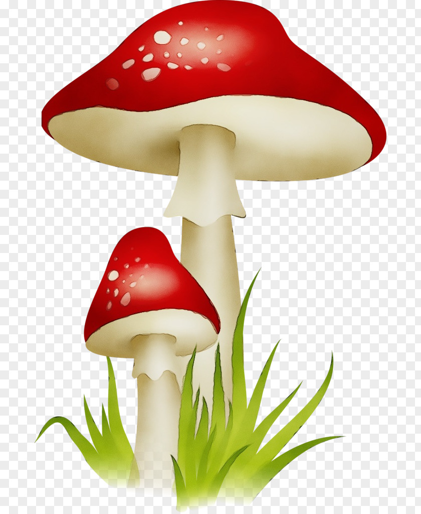 Agaricus Edible Mushroom Clip Art Agaric Agaricomycetes Agaricaceae PNG