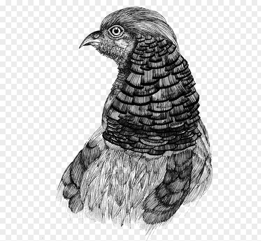Ave Mamiferos Hawk Eagle Landfowl Buzzard Beak PNG