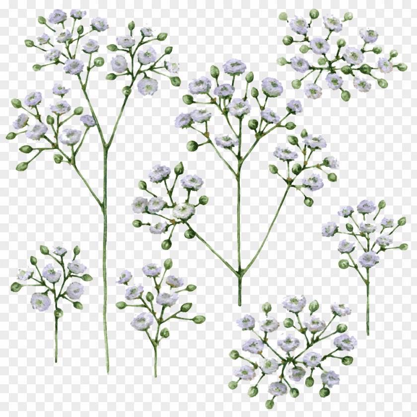 Babys Breath Png Gypsophila Baby's-breath Vector Graphics Stock Illustration Drawing PNG