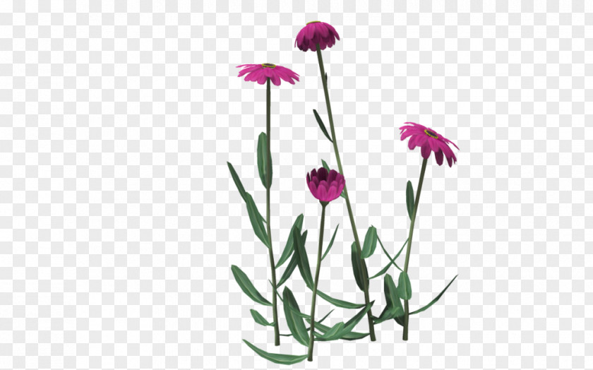 Design Cut Flowers Floral Plant Stem PNG