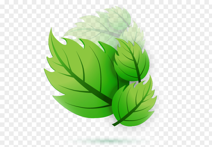 Green Leaf Design Vector Euclidean Adobe Illustrator PNG