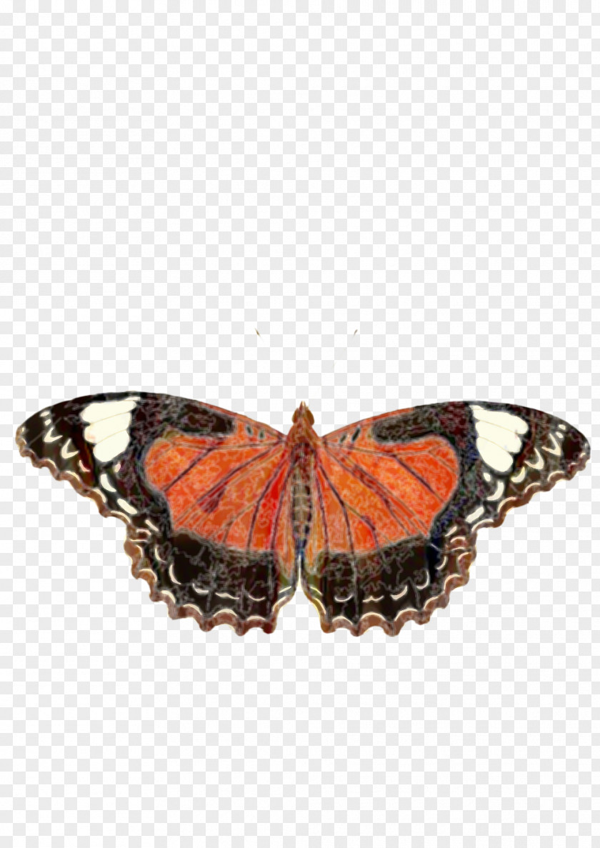 Riodinidae Symmetry Monarch Butterfly PNG