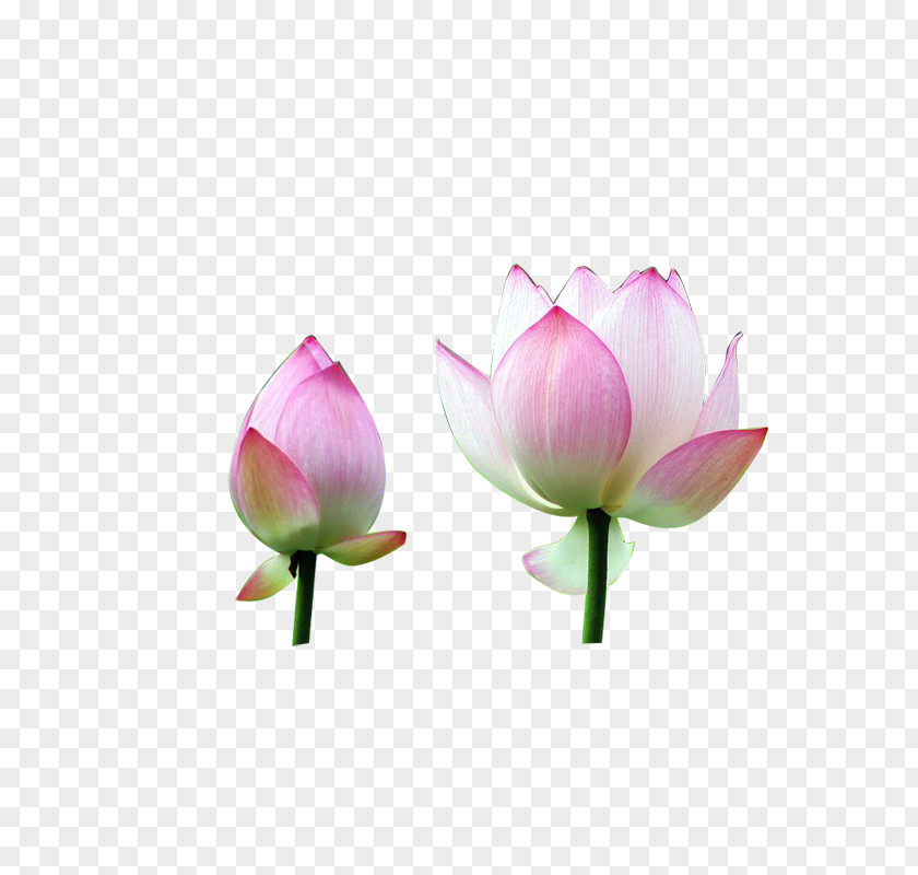 Creative Flower,Lotus Nelumbo Nucifera Flower Water Lily PNG