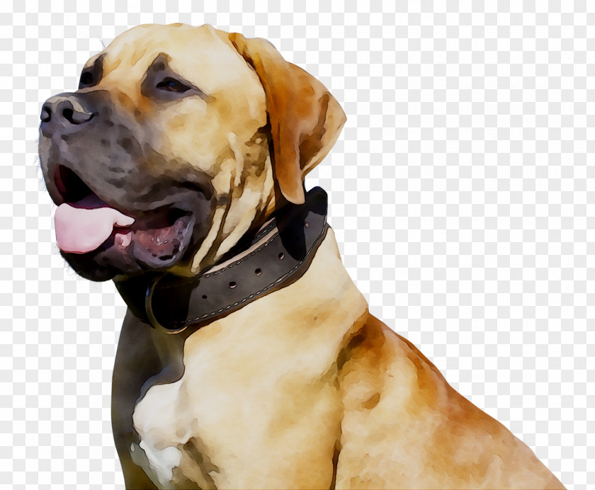 Dog Breed Black Mouth Cur Boerboel Snout Police PNG