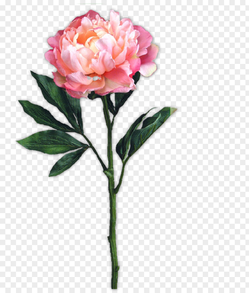 Flower Garden Roses Cut Flowers Centifolia Floribunda PNG