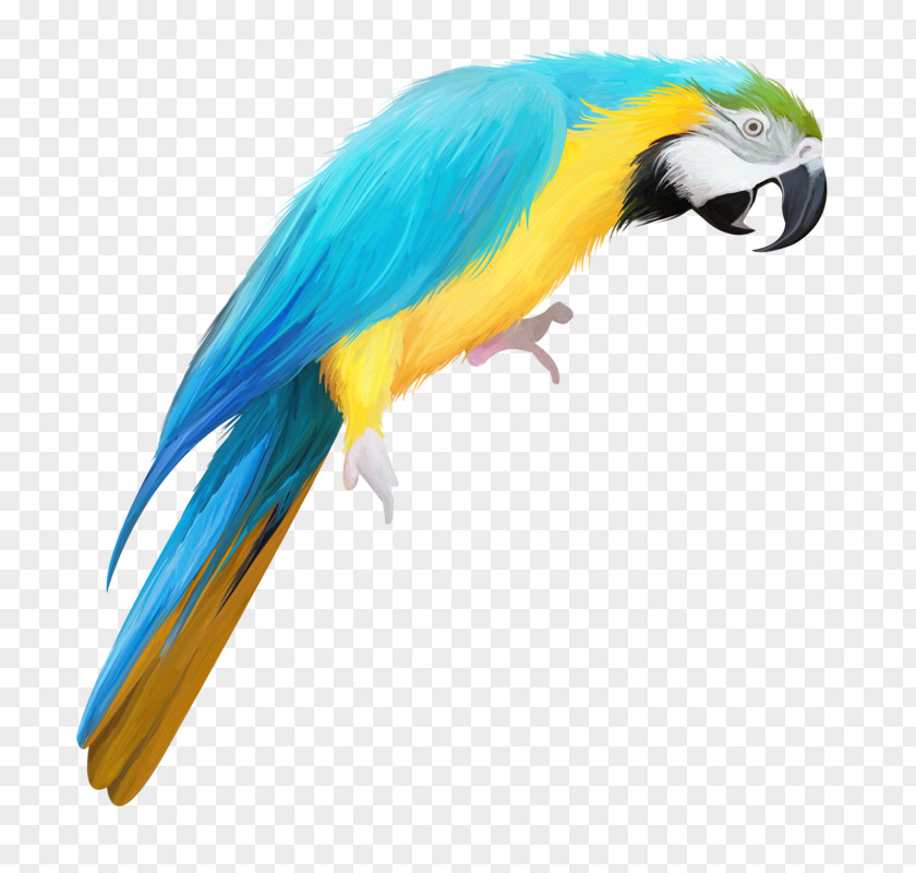 Hand Colored Parrot True Bird Drawing PNG