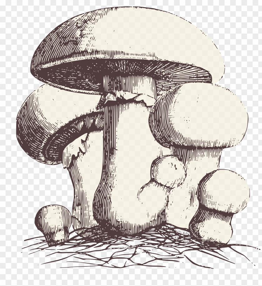 Mushroom Drawing Agaricus Campestris Clip Art PNG
