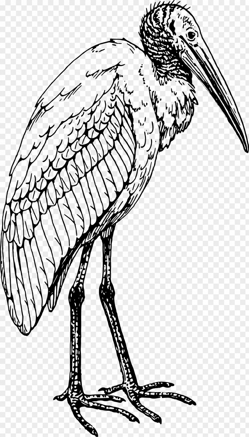Bird Coloring Book Ibis Drawing Stork PNG
