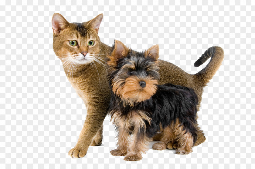 Cairn Terrier Felidae Dog And Cat PNG