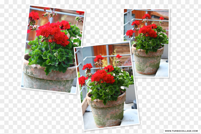 Flower Floral Design Flowerpot Cut Flowers Houseplant PNG