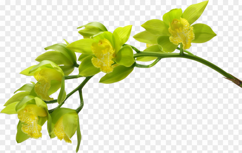 Flower Moth Orchids Cut Flowers Green PNG