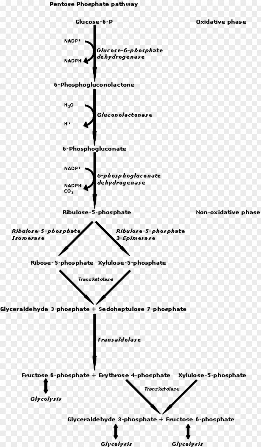 Pathway Pentose Phosphate Metabolic Nicotinamide Adenine Dinucleotide Glycolysis PNG