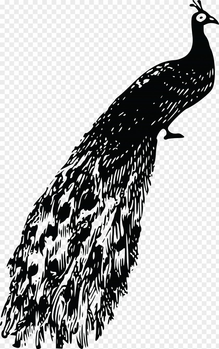 Peacock Bird Feather Clip Art PNG