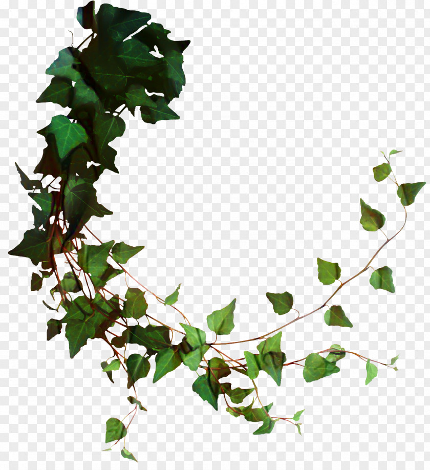 Plane Vine Family Tree Background PNG