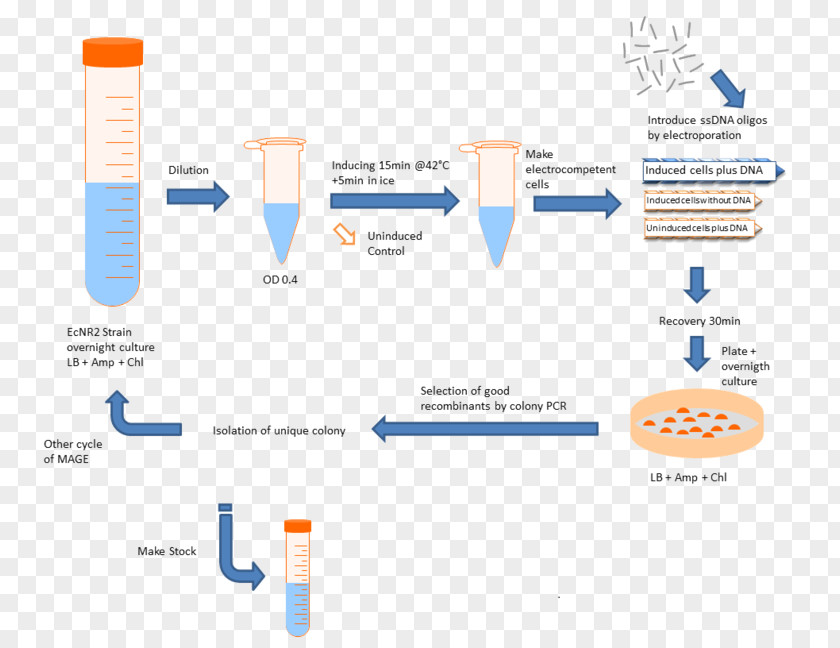 Plasmid International Genetically Engineered Machine Cell E. Coli Bacteria PNG