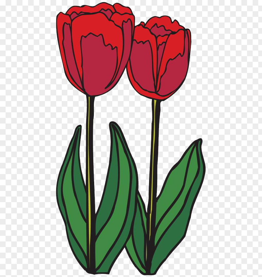 Red Tulip Flowers Ausmalbild Bulb Blume Plant Stem PNG