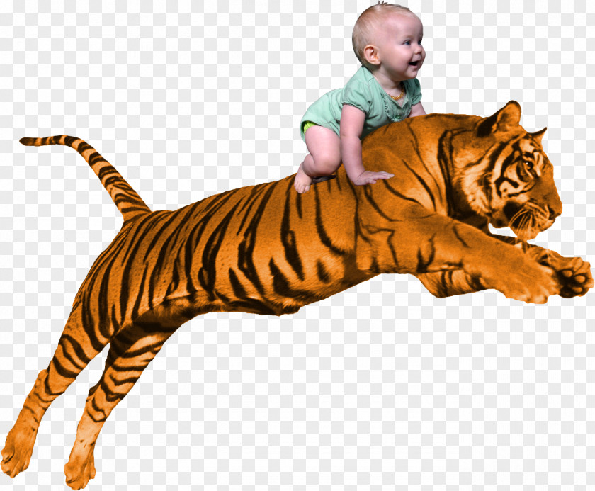 Tiger Siberian Download Clip Art PNG