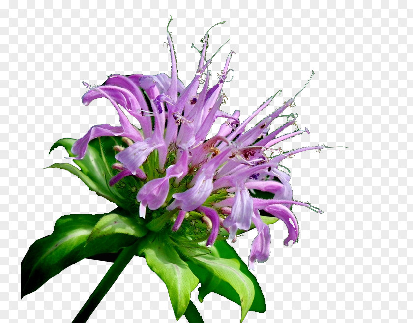 United States Mint Floral Design Cut Flowers Flower Bouquet Artificial PNG