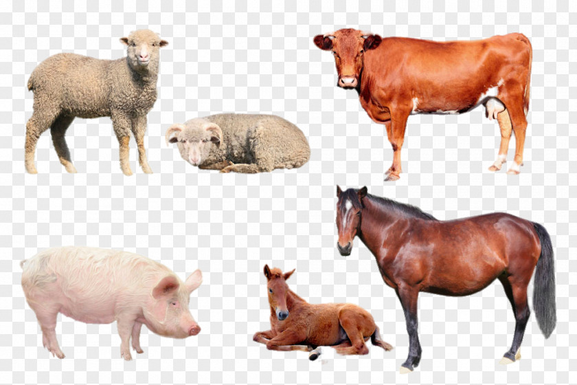 Common Animal Cattle Swine And Sheep Small Ultrasound Ultrasonography Veterinarian Veterinary Medicine Horse PNG