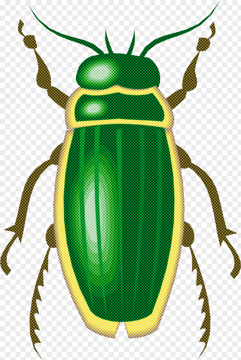 Insect Beetle Cetoniidae Ground Scarabs PNG