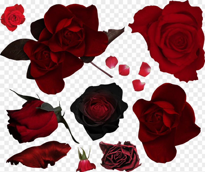 Red Rose Garden Roses Flower Bouquet Cut Flowers PNG