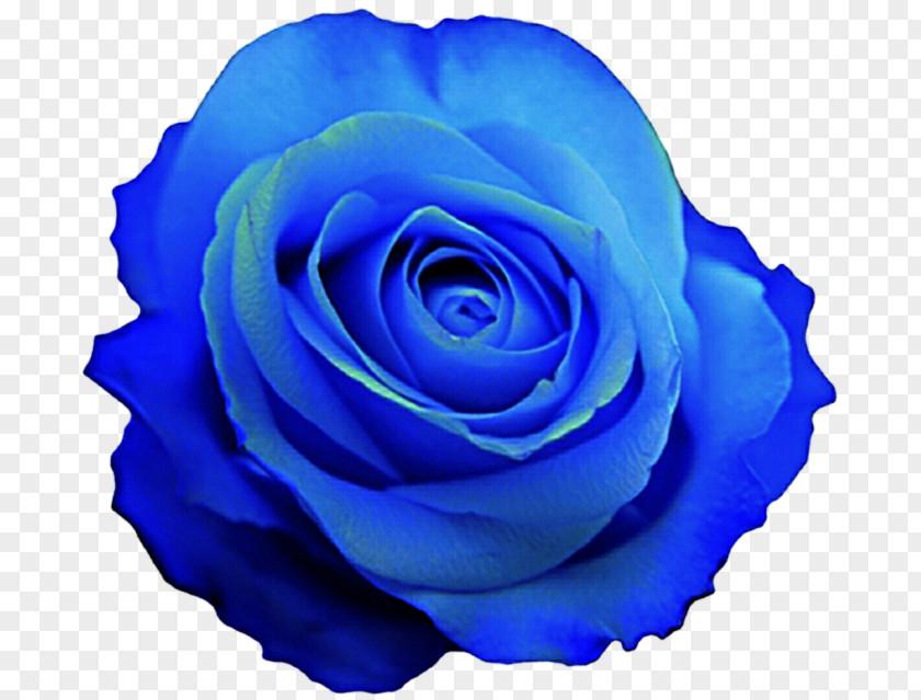 Flower Garden Roses Blue Rose Cabbage Floribunda PNG