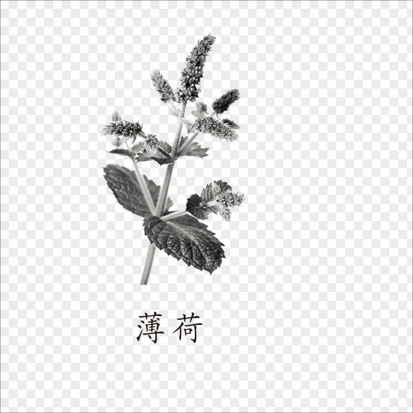 Mint Apple Mentha Spicata Euclidean Vector PNG