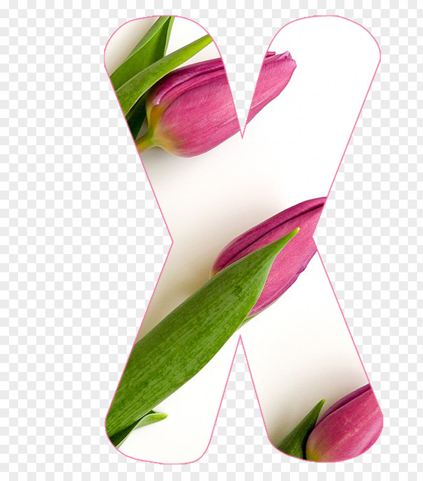 Tulipa Flag Stock Photography Design Graphics Stock.xchng PNG