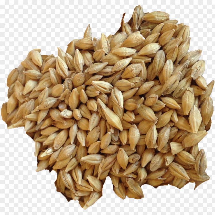 Barley Organic Food Sprouting Sprouted Bread Cereal PNG
