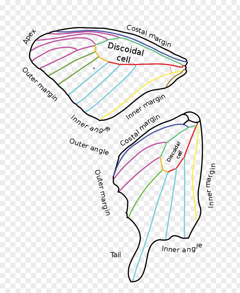 Butterfly Wing Bird Anatomy Human Body PNG