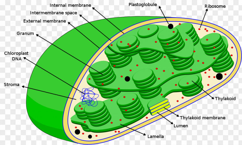 Chloroplast Cliparts Photosynthesis Ribosome Stroma Thylakoid PNG
