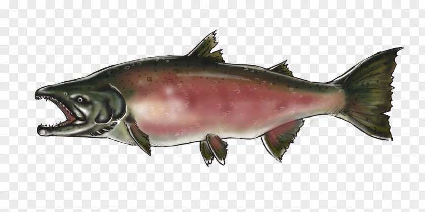 Coho Salmon Chinook Pacific Northwest Oily Fish PNG