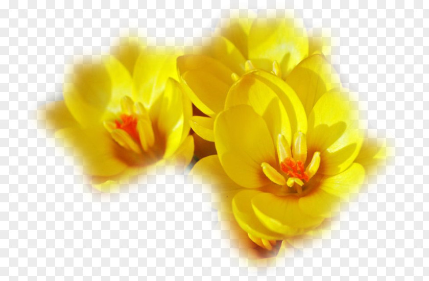 Computer Petal Flowering Plant Close-up Desktop Wallpaper PNG
