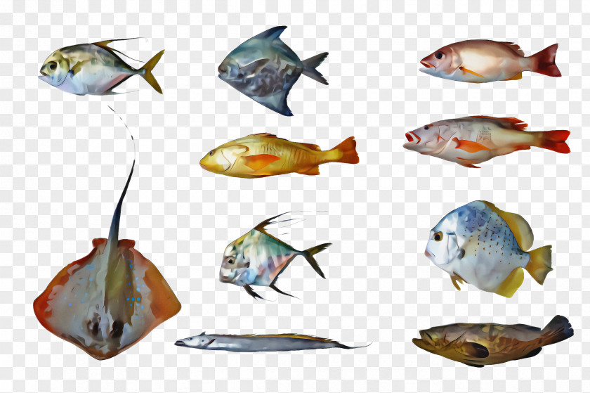 Fish Bony-fish Pomacentridae PNG