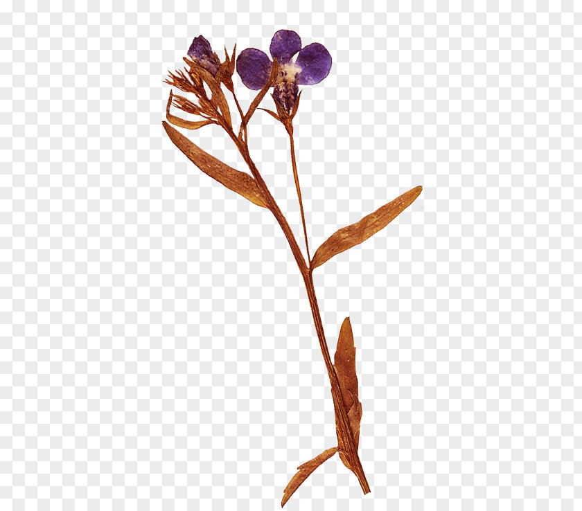 Flower Herbarium Clip Art PNG