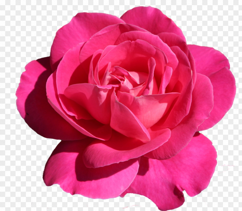 Rose Flower Garden Roses Clip Art PNG