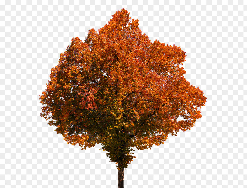 Tree Autumn Leaf Color Clip Art PNG