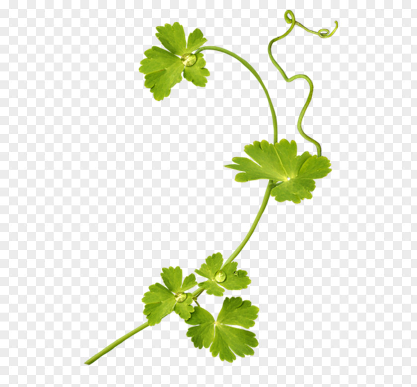 Tx Parsley Flower Knitting Crochet Leaf PNG