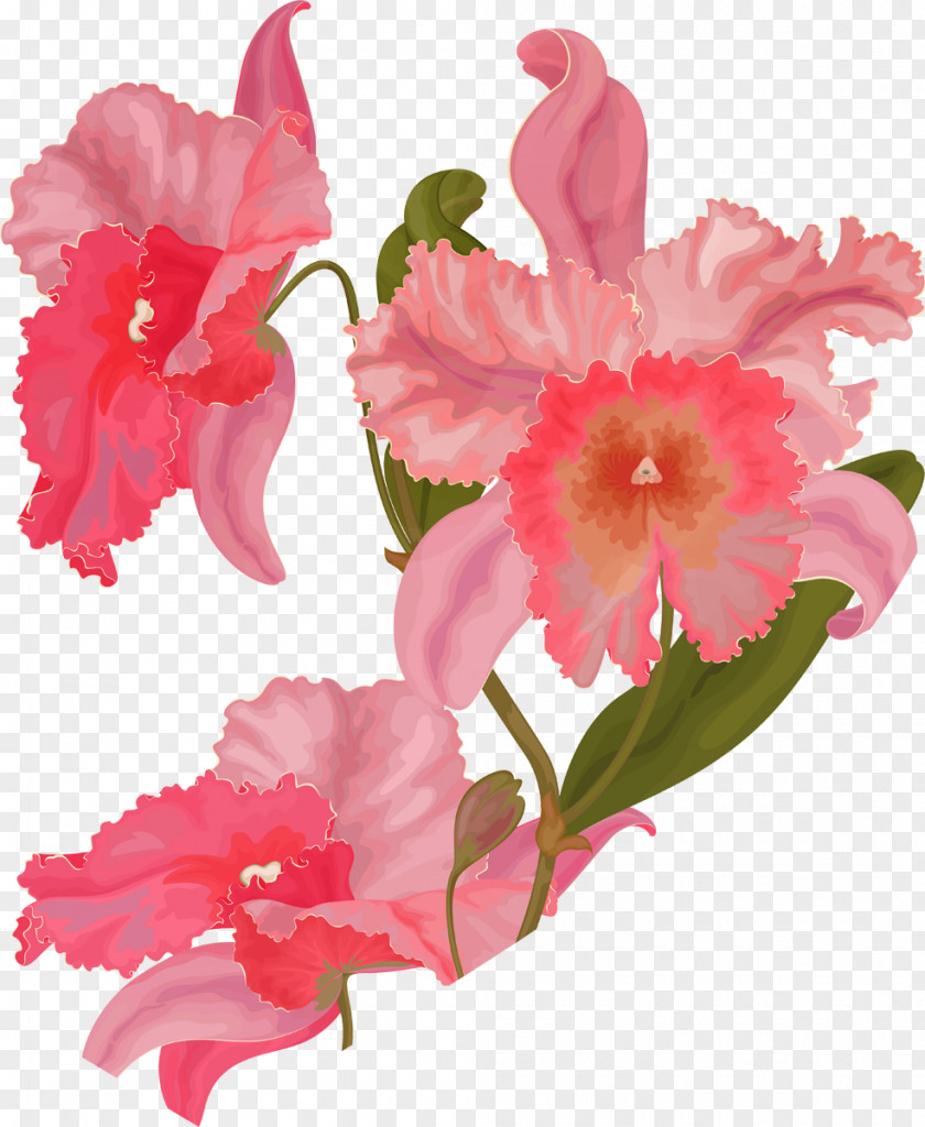 背景图 Azalea Mallows Cattleya Orchids Cut Flowers Pink M PNG