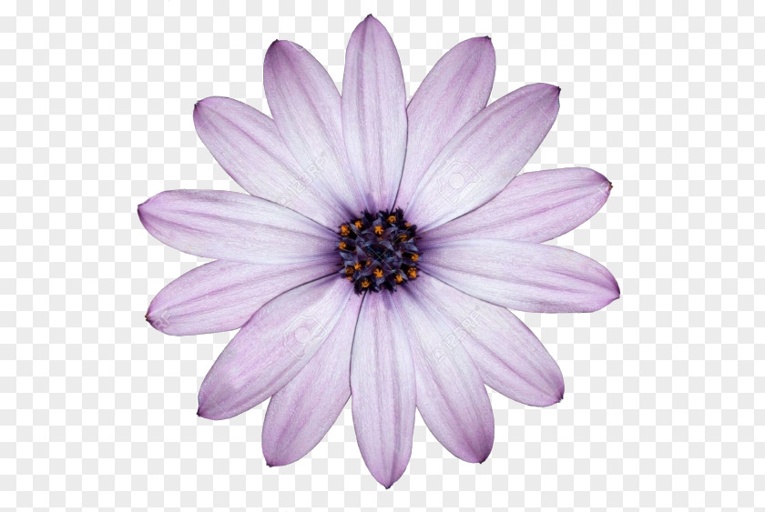 Flower Desktop Wallpaper Common Daisy Purple White PNG