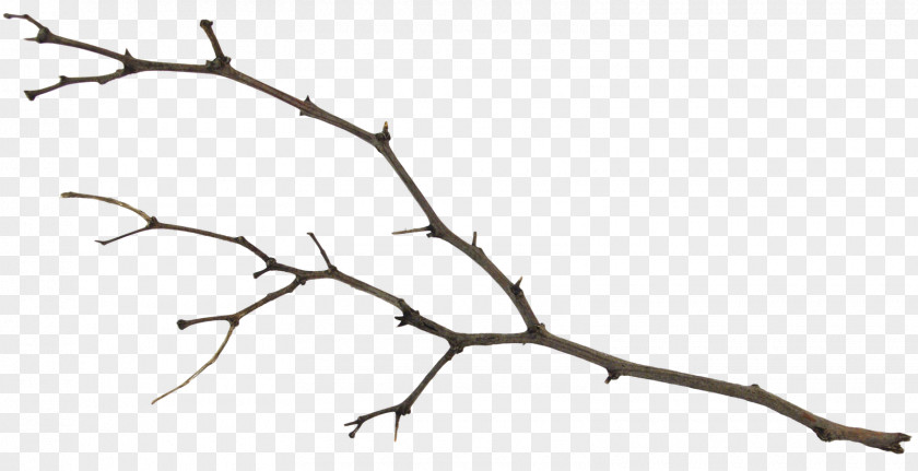 Forest Walk Twig Plant Stem Leaf White Line PNG